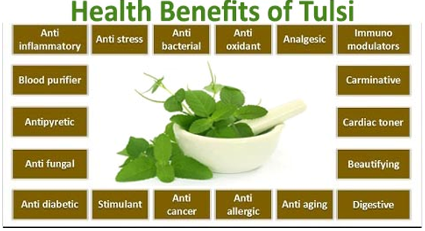 Tulsi Health Benefits